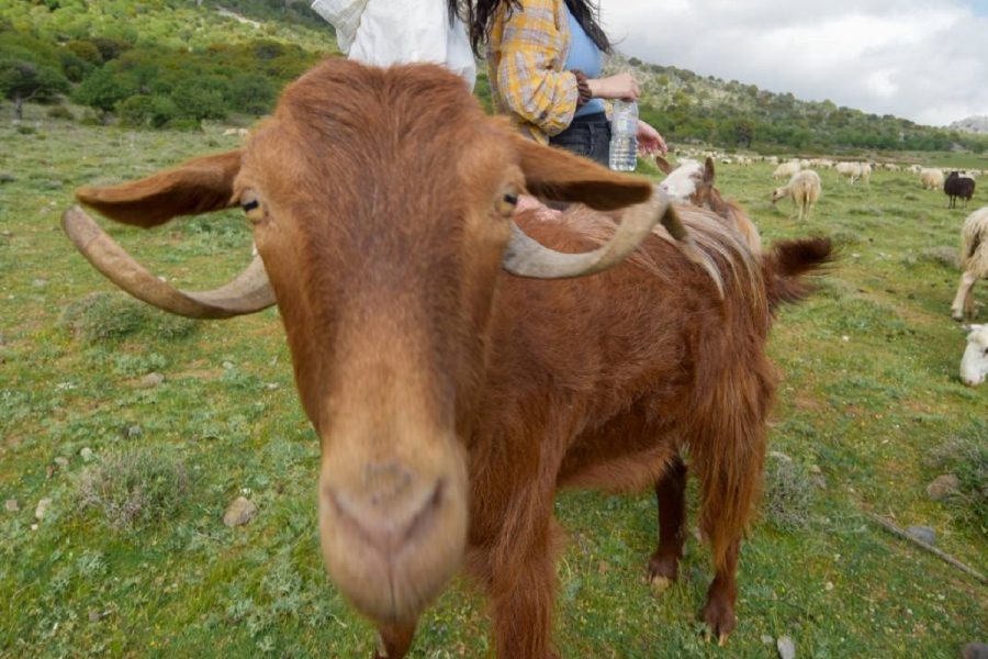 Viannos Shepherd’s Shelter